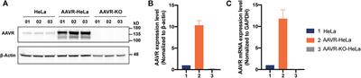 Enhanced sensitivity of neutralizing antibody detection for different AAV serotypes using HeLa cells with overexpressed AAVR